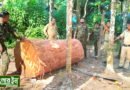 ফের চোরাই কাঠ বাজেয়াপ্ত করতে অভিযানে নামলো বনদপ্তর